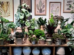 -自由生长植物工作室(深港花卉中心店)