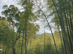 -东明山森林公园