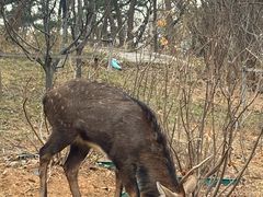 -大连森林动物园