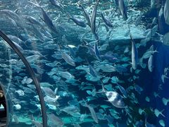 -上海海洋水族馆