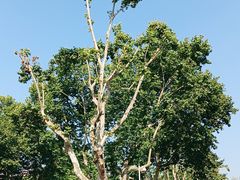 -江宁织造博物馆