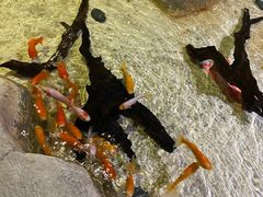 -zoonana室内动物园(东方福来德店)