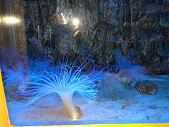 -北戴河圣蓝海洋公园