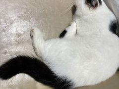 -藏猫猫咖啡主题馆(中央大道店)