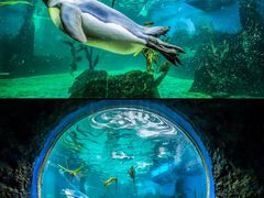 -悉尼海洋生物水族馆