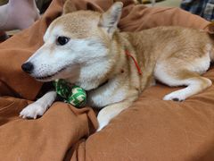 -逗柴咖啡屋·狗咖猫咖宠物桌游