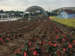 -广州花之恋城堡酒店