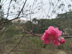 -南国桃园旅游度假区