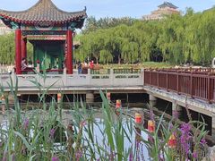 -莲花池公园