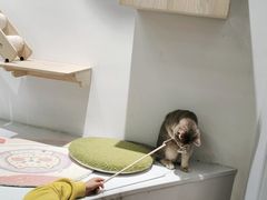 -COLOR PETS 撸猫馆·购猫·猫咖(长风大悦城店)