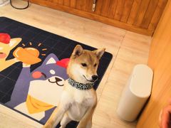 -豆柴町-柴犬主题狗咖(红鼎国际C座店)