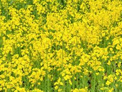 -三圣花乡旅游区