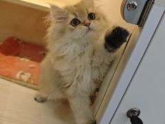 -柚子猫舍·精品猫舍购猫·猫咪认养·购宠·宠物店