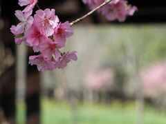 -顾村公园