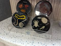 -半岛宠物医院24小时(白果林店)
