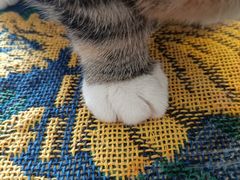 -平行世界·猫咖(首经贸店)