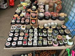 -蛙鱼道美蛙鱼自助火锅(新耍都店)