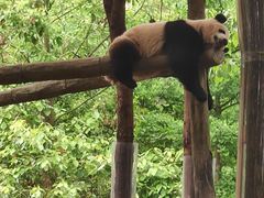 -都江堰中华大熊猫苑