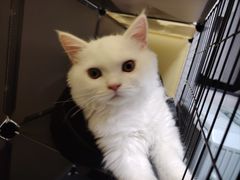 -瑞鹏宠物医院·骨科·猫科·内科(第一中心)