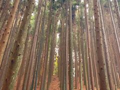 -山王坪喀斯特国家生态公园