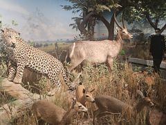 -陕西自然博物馆