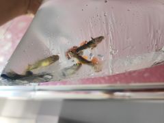 -中环花鸟鱼虫市场