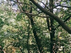 -原山国家森林公园