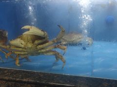 -海棠湾聚鼎香海鲜坊(海昌梦幻不夜城店)
