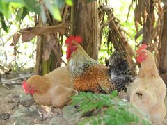 -森波拉火山温泉