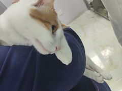 -莘程宠物医院(金山店)