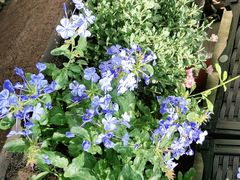 -艾加柒克蛋糕茶歇甜品台(春熙路店)