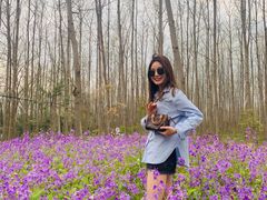 -合肥滨湖国家森林公园