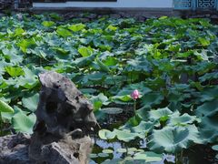 -无锡蠡湖国家湿地公园-蠡园