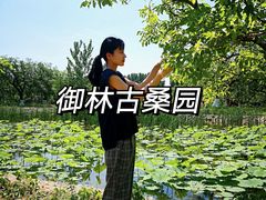 -御林古桑园
