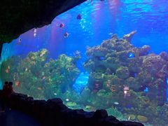 -芜湖新华联大白鲸海洋公园