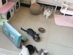 -70cat德文卷毛猫·缅因猫纯种猫舍