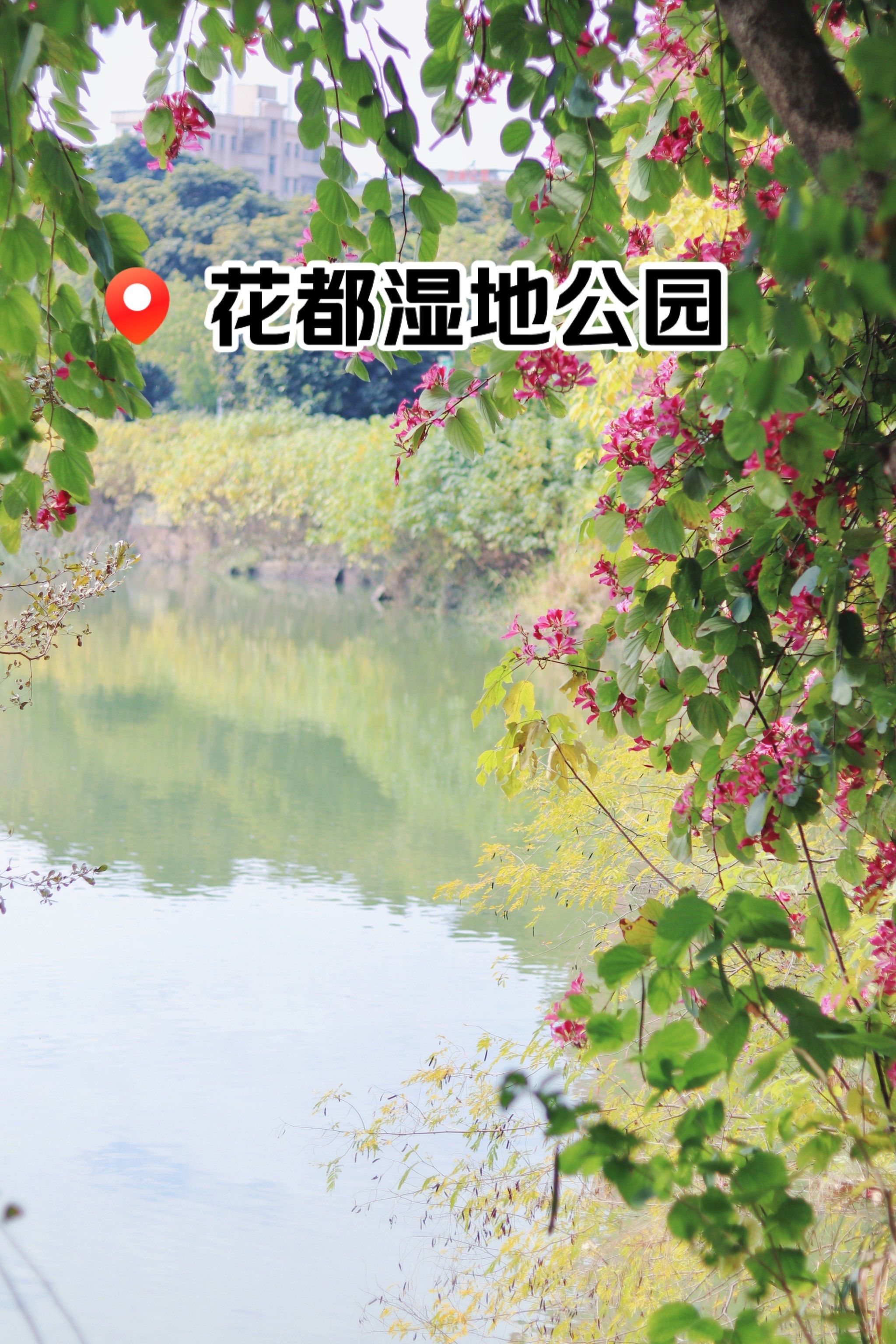 念念不忘的花都湿地公园