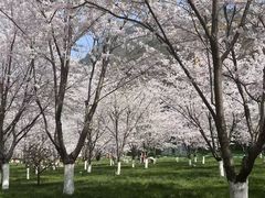 -高岚大峡谷旅游度假区