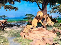 -国家自然博物馆