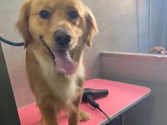 -宠福鑫康馨动物医院·骨科·眼科