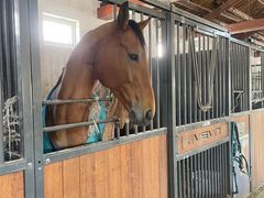 -北京群众马术培训基地