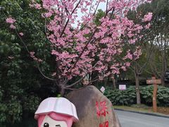 -顾村公园