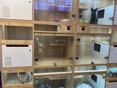 -山宅一喵德文卷毛猫舍