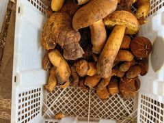 -云南木水花野生菌交易中心