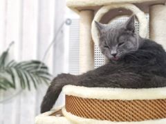 -共舞时光猫咖·狗咖(新街口店)