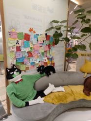 -洗脸猫·洗脸吧(北京大兴大悦春风里店)
