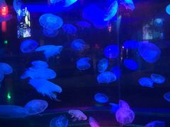 -太平洋海底世界