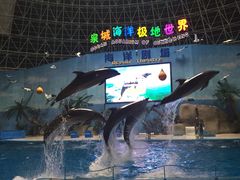-泉城欧乐堡海洋极地世界
