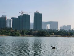 -五缘湾湿地公园