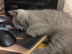 -lincat·猫舍(广州店)